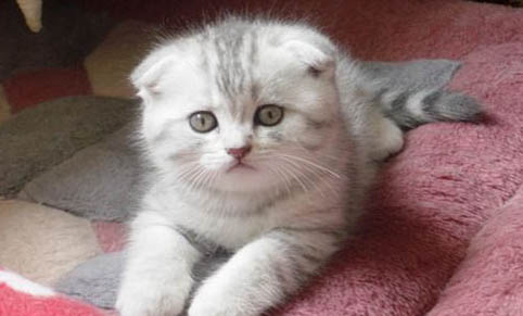 猫咪怀孕几个月