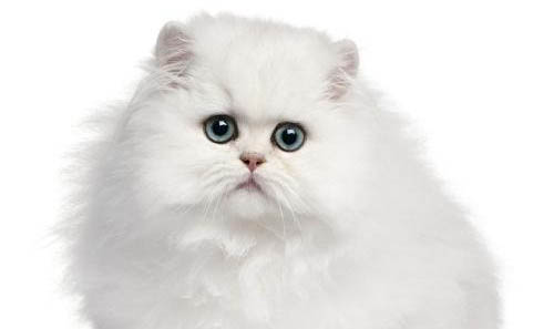 养猫的有哪些注意事项