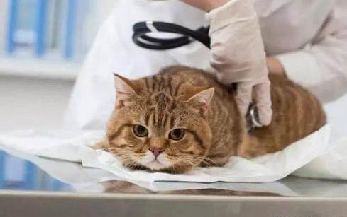 小猫咪不吃猫粮怎么办啊