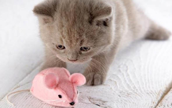 猫咪呕吐去医院要检查哪些项目？