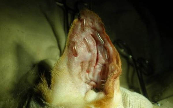 黑色的猫都有哪些品种