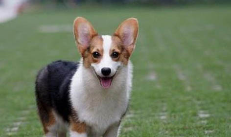 柯基犬是小型犬还是中型犬