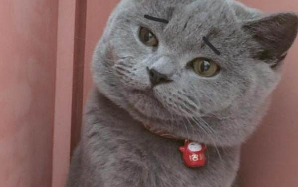请问猫咪呕吐的原因及处理方法？