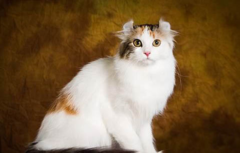 如何让美国卷耳猫咳嗽把痰化掉