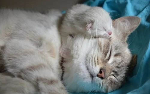 猫咪要多久才能适应新家