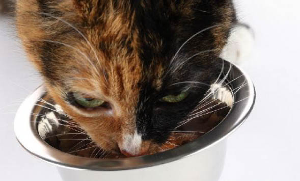猫咪寿命多少年