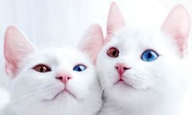 猫多久会信任主人