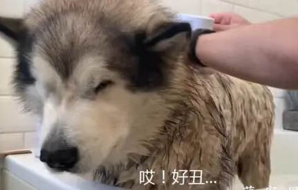 阿拉斯加犬和边牧串串