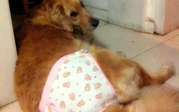 狗狗得了狂犬病有哪些症状