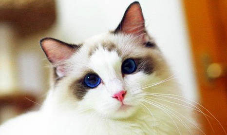 布偶猫都有哪些品种
