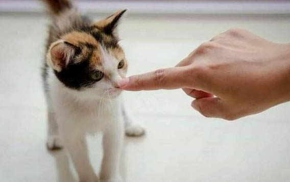 猫咪在室外能过冬天吗