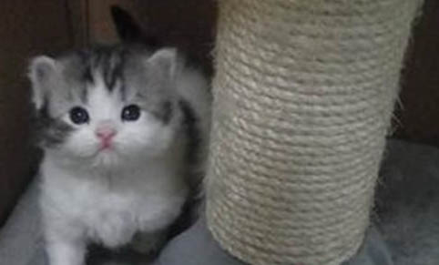 猫咪断奶后怎么喂养?