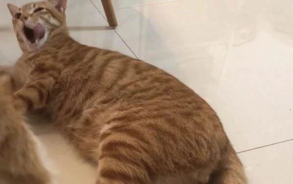 猫咪每年都要打三联疫苗吗？
