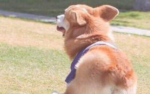 泰迪犬都有哪些类型