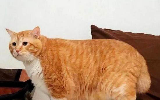 请问猫咪呕吐的原因及处理方法？
