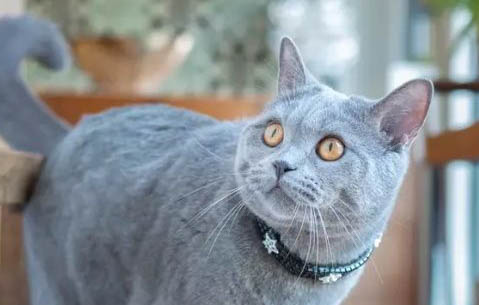 英短蓝猫公猫多大开始发情