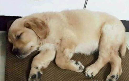 狗狗洗完澡眼睛睁不开了怎么办