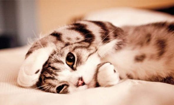 猫咪不愿意进猫包怎么办