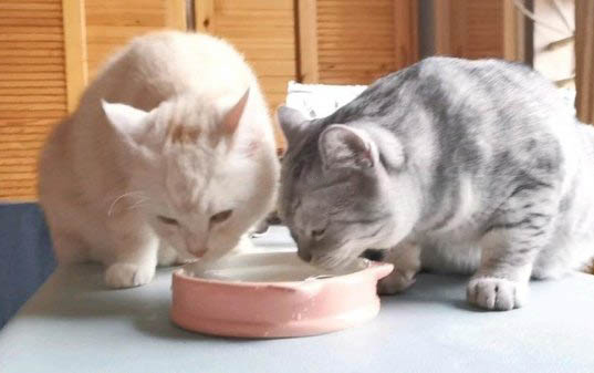 母猫体外驱虫后可以喂小猫奶吗