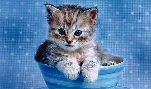 猫咪可以带回农村养吗