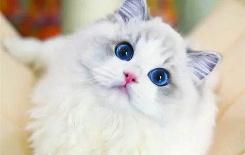 猫咪换猫粮拉稀多久会自愈吗