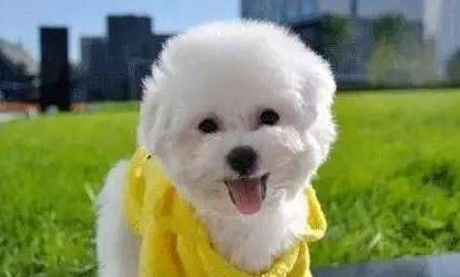 幼犬出门散步拖着不走怎么办呀