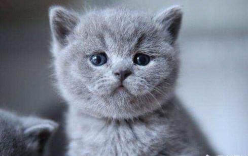 猫咪能吃提子吗