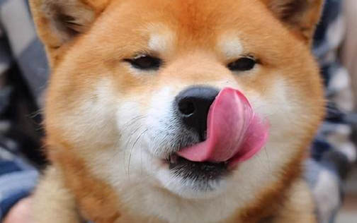 狗狗趾间炎会自愈吗