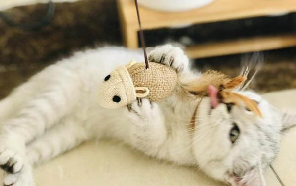 请问猫咪呕吐的原因及处理方法?
