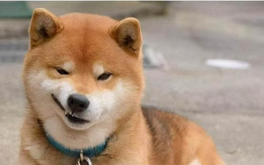 狗狗四脚朝天扭动的原因及处理方法
