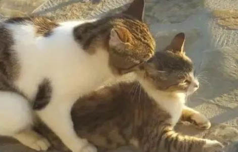 猫咪经常呕吐是怎么回事吃什么药