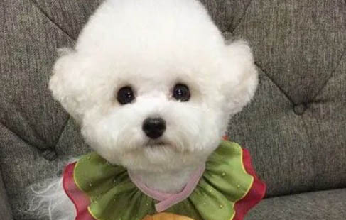 狗狗需要吃什么才能长毛并保持皮毛健康呢