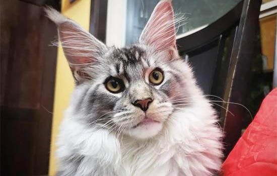 请问猫咪呕吐的原因及处理方法？