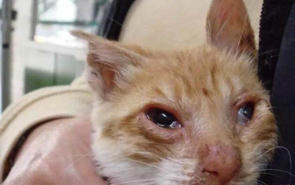 刚出生的小猫能不能洗澡？