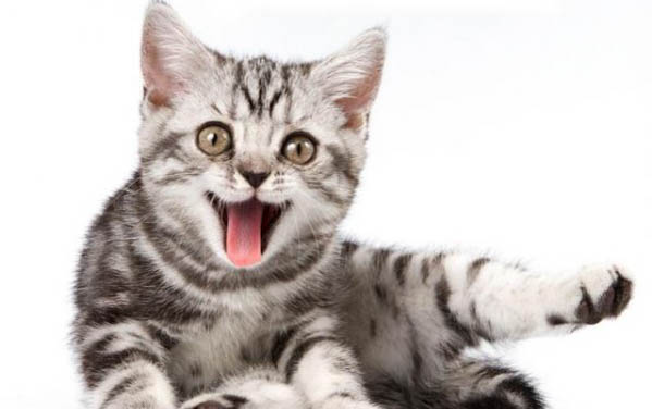 猫咪长得为什么很可爱呢