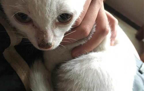 小猫粘人不肯自己睡