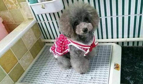 狗狗打完疫苗多久能洗澡