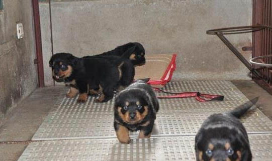 如何让幼犬停止乱叫