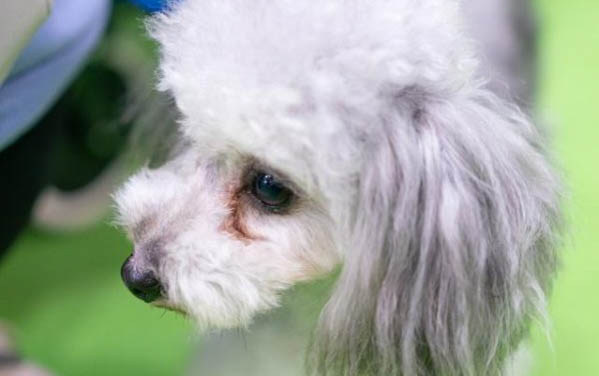 狗狗生病后不吃东西该怎么办
