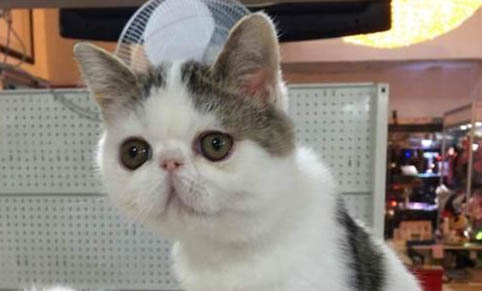 猫咪怀孕吃什么补充营养