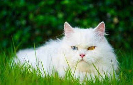 猫咪胡子被剪掉一半还会长出来吗