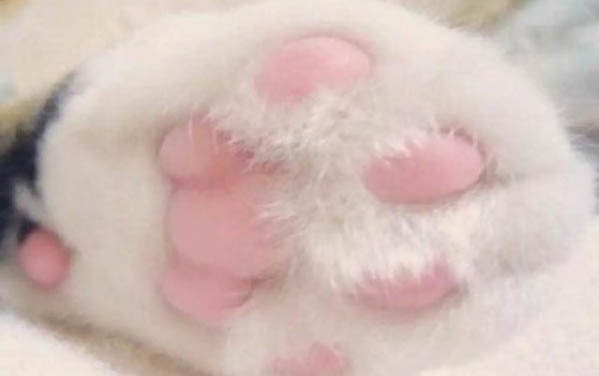 请问猫咪呕吐的原因及处理方法？