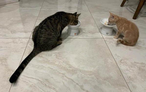 2个月的小猫室温多少度
