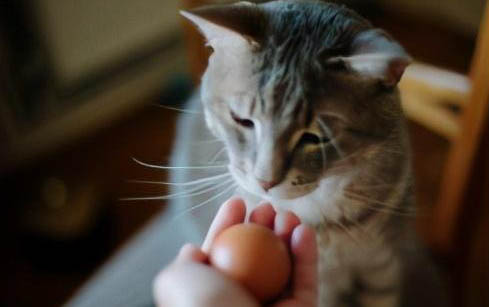 三个月小猫多重正常?