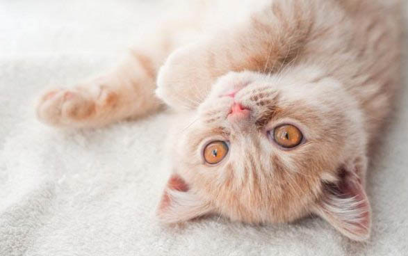 请问猫咪呕吐的原因及处理方法