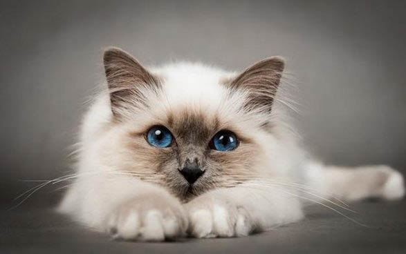 小猫刚来家里不吃不喝怎么办?