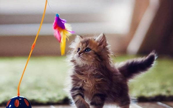 猫吐口水一样的粘液是啥原因