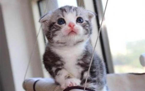 选猫有哪些注意事项
