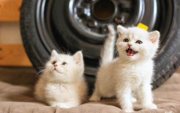 猫咪打完疫苗后多久可以绝育?