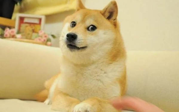 狗和猫哪个智商高